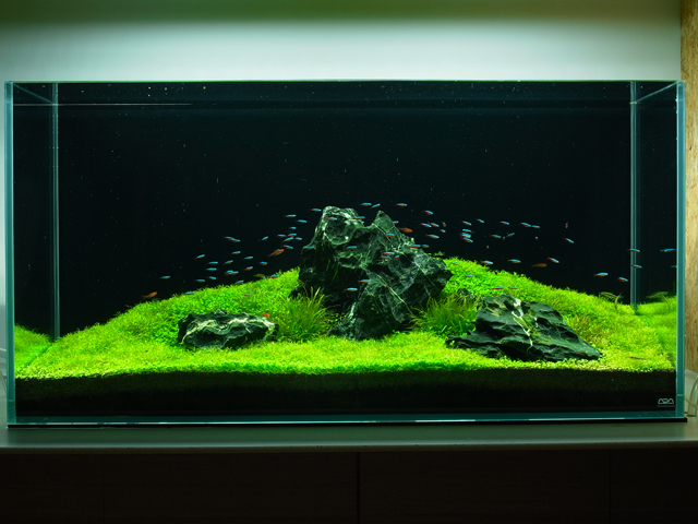 ADA 国際水草レイアウトコンテスト 2015・2017冊子セット